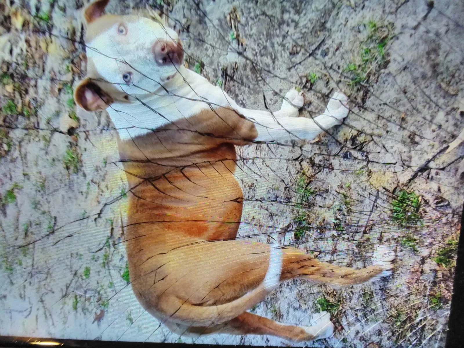 Lost dog in Woodville, TX, 75979