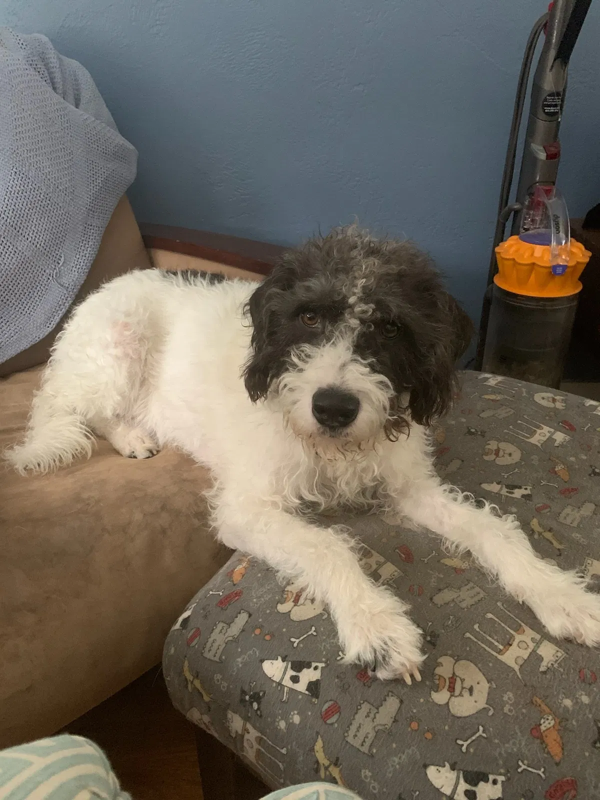 Lost dog in Murrysville, PA, 15668