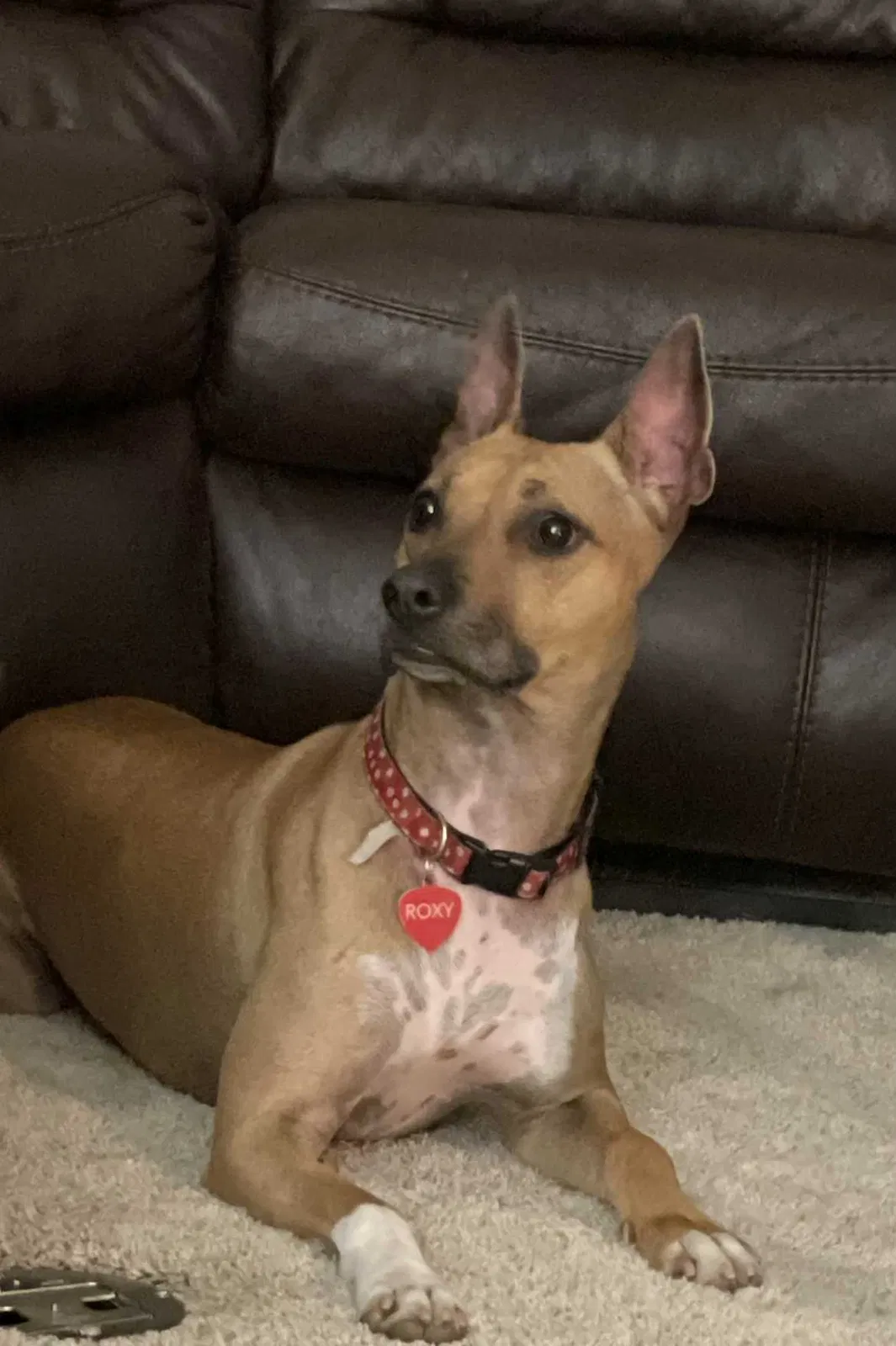 Lost dog in La Quinta, CA, 92253