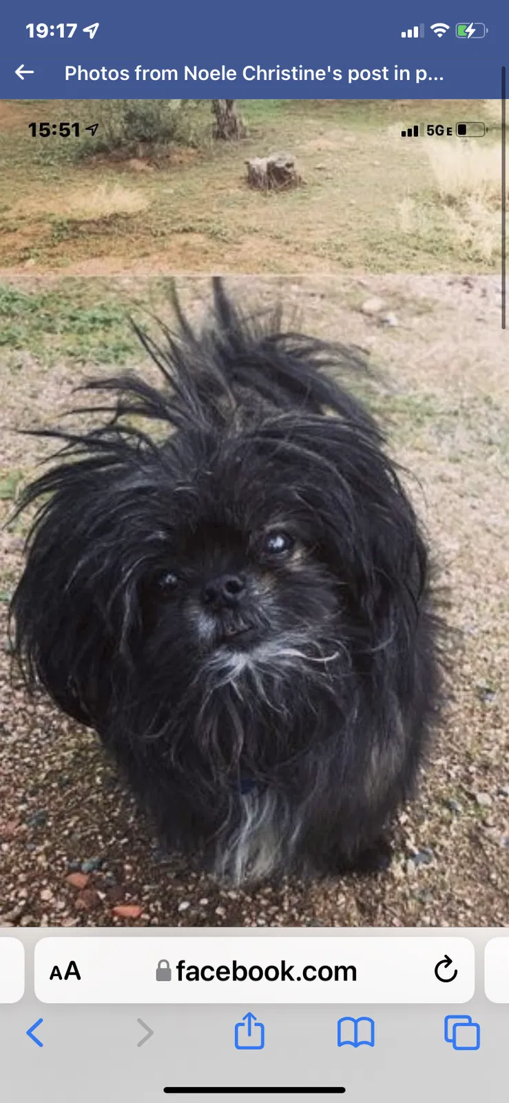 Lost dog in Phoenix, AZ, 85008