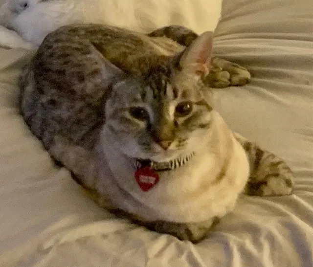 Lost cat in San Antonio, TX, 78258