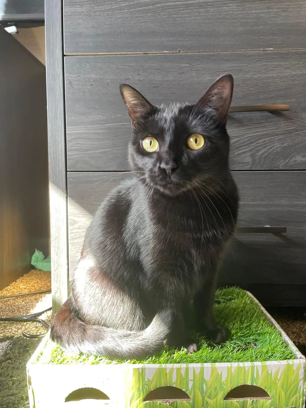 Lost cat in Oviedo, FL, 32765