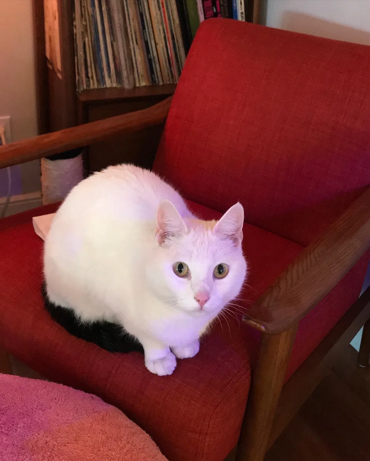 Lost cat in San Francisco, CA, 94124
