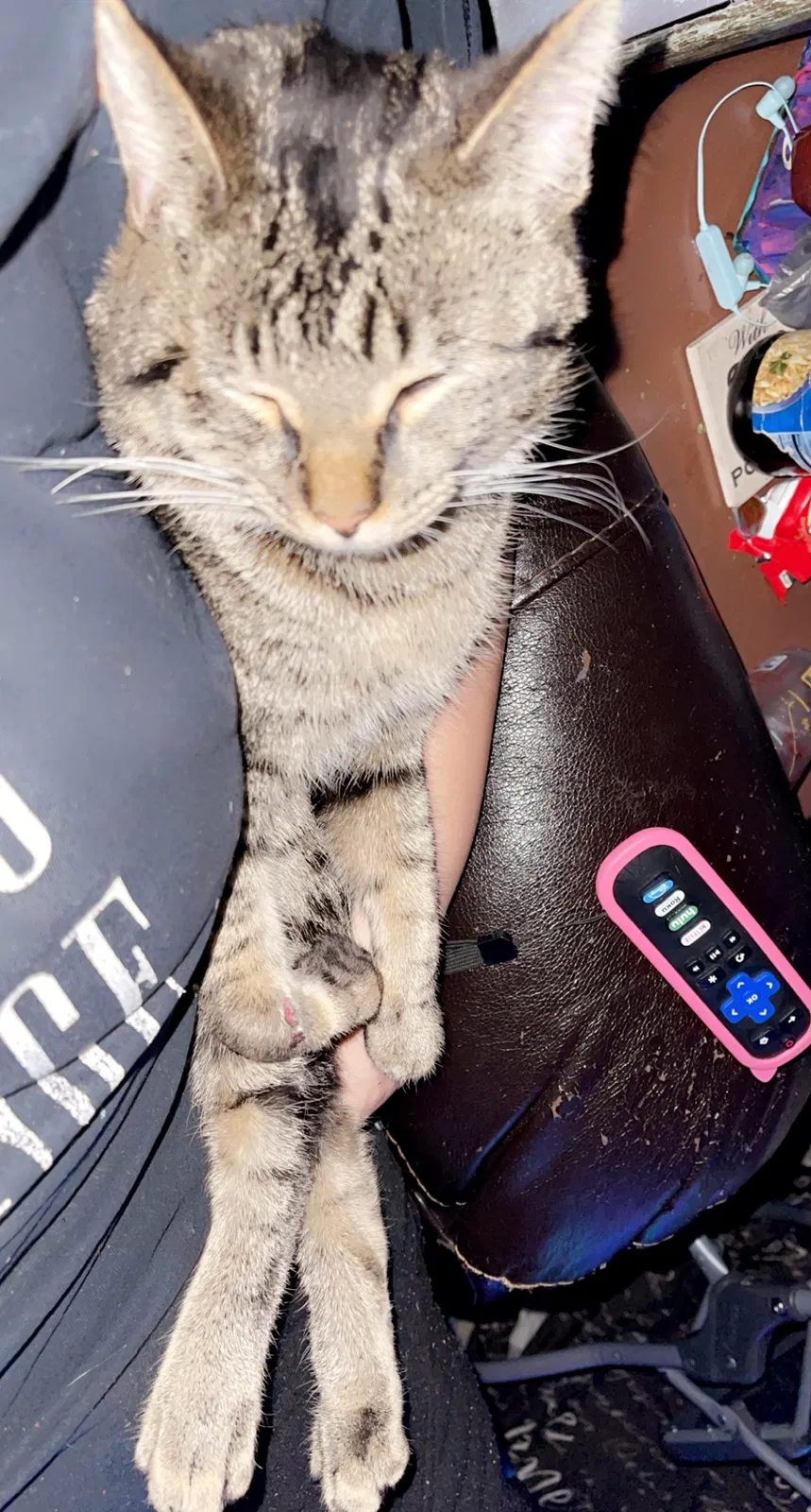 Lost cat in Memphis, TN, 38127