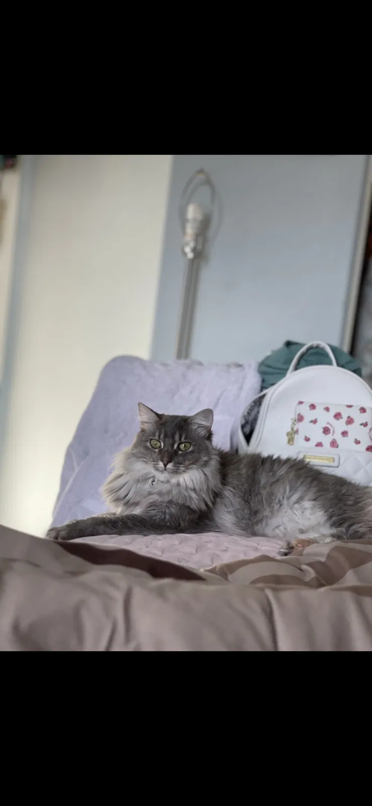 Lost cat in Oakley, CA, 94561