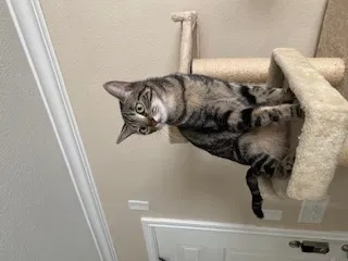 Lost cat in San Antonio, TX, 78240