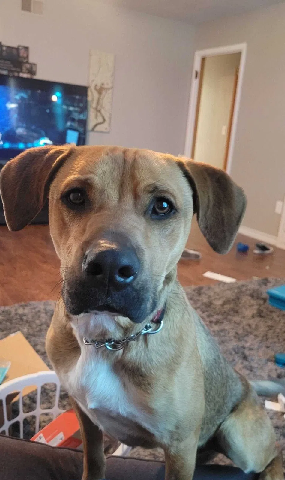 Lost dog in Duncan, OK, 73533
