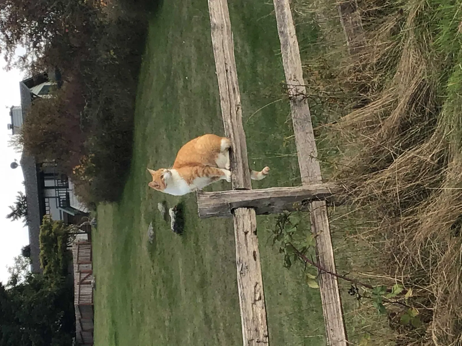 Lost cat in Goleta, CA, 93117
