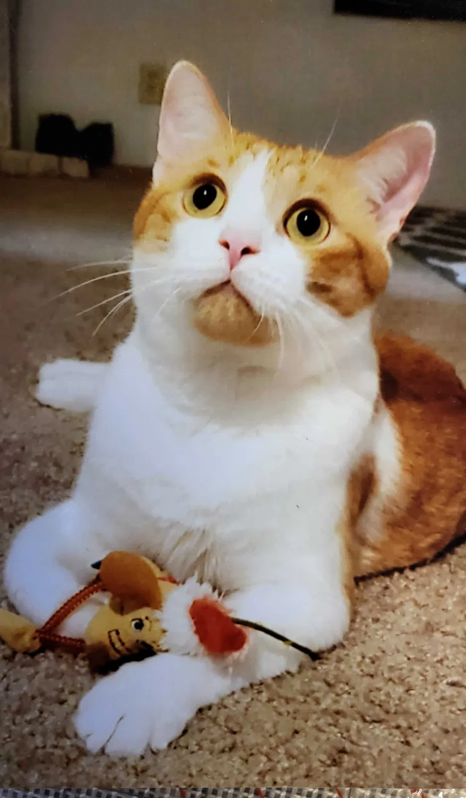 Lost cat in San Antonio, TX, 78229