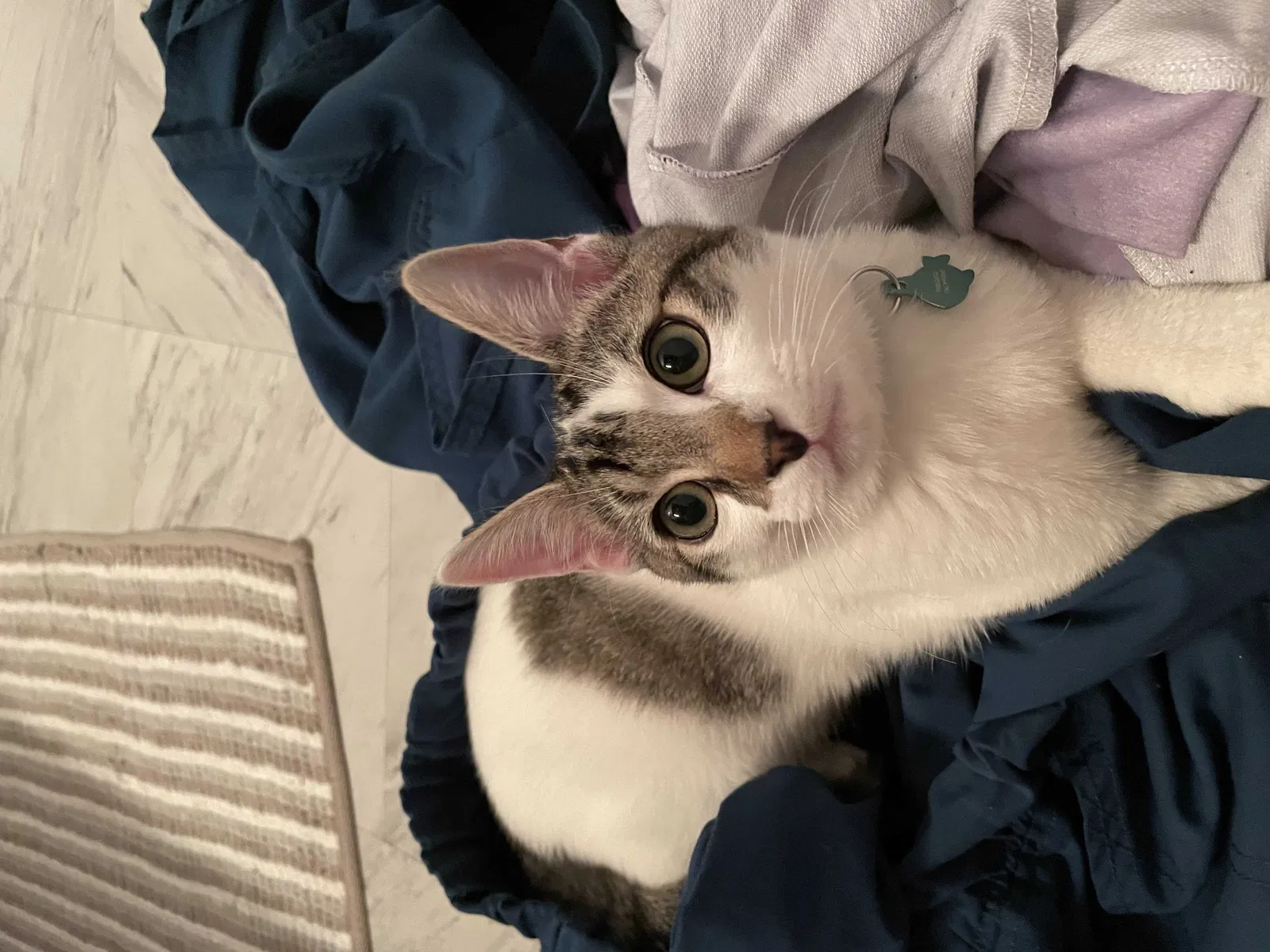 Lost cat in Sacramento, CA, 95838