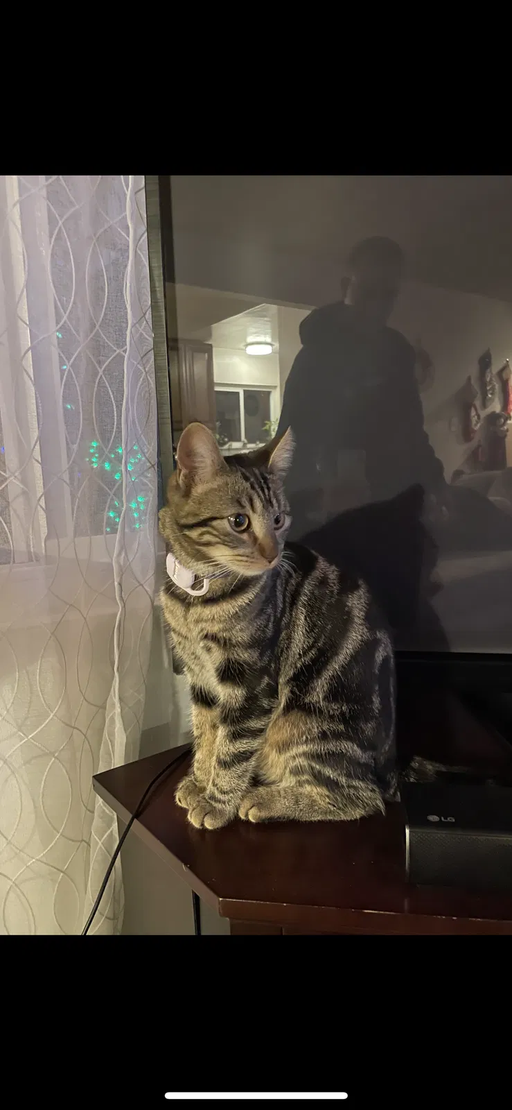 Lost cat in Lomita, CA, 90717