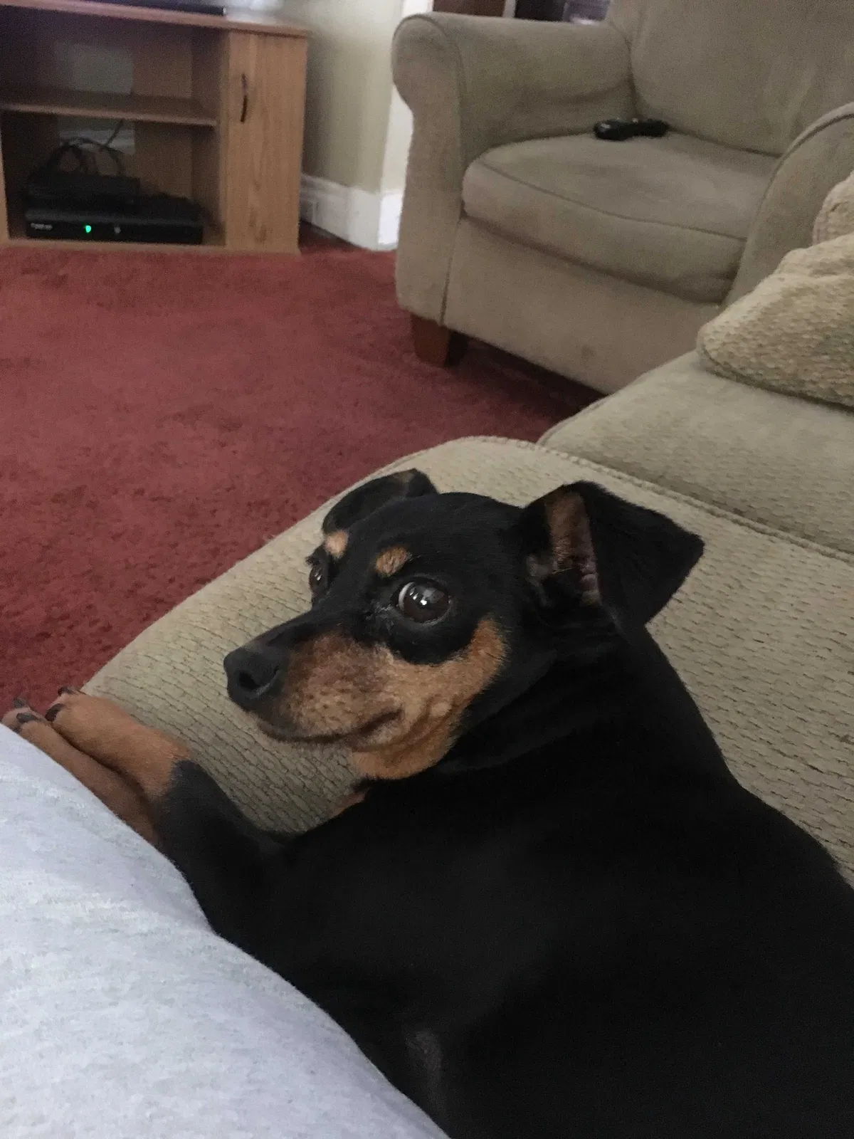 Lost dog in Easton, PA, 18042