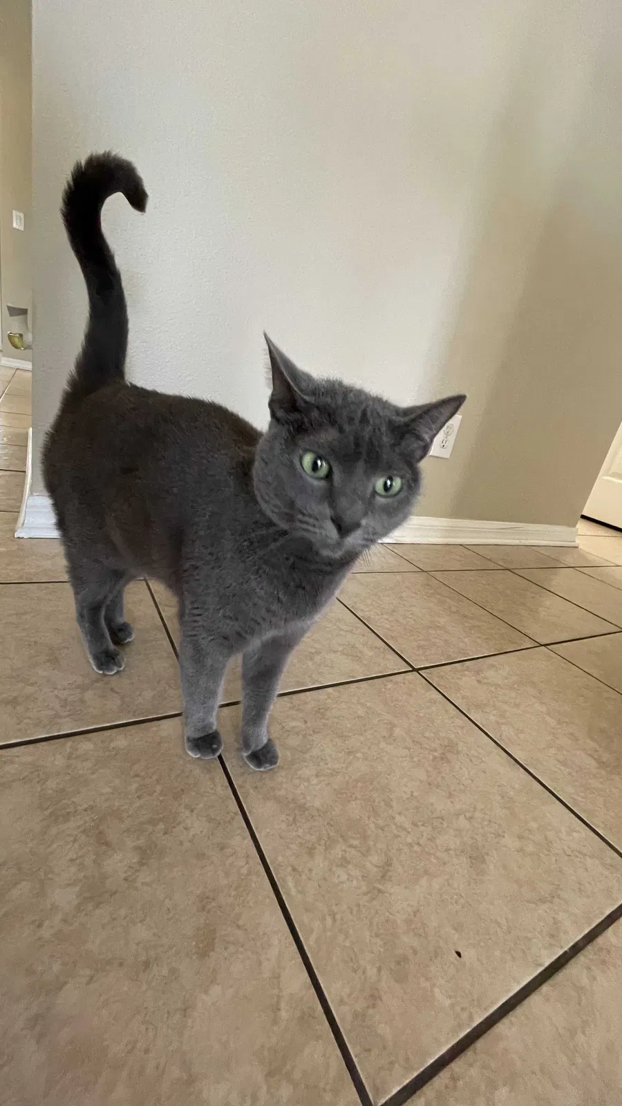 Lost cat in Riverview, FL, 33569