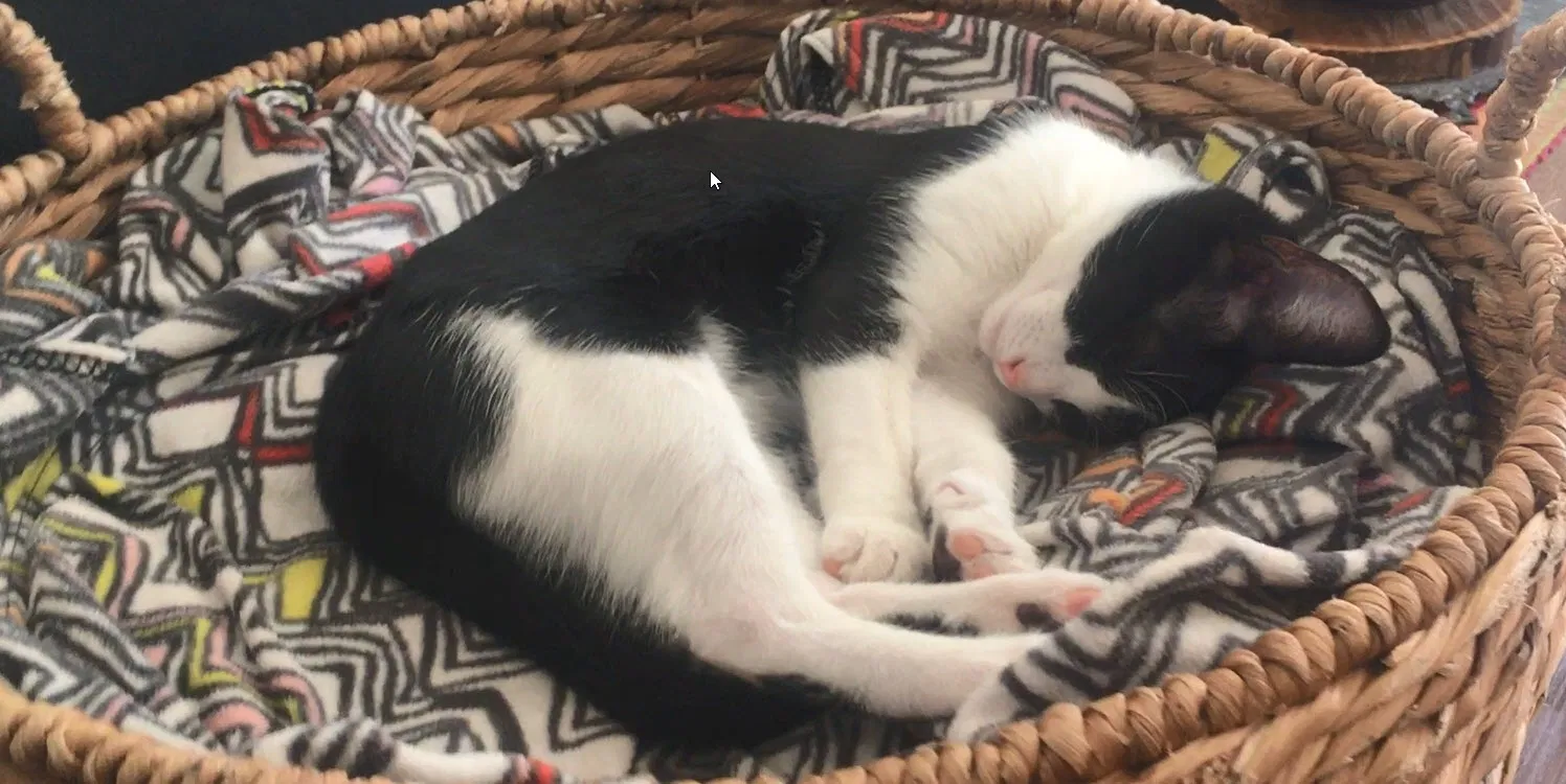 Lost cat in Pacifica, CA, 94044