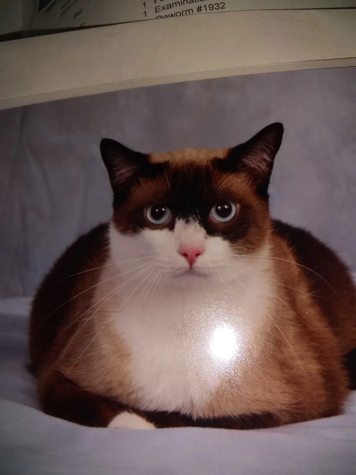 Lost cat in Winter Haven, FL, 33880