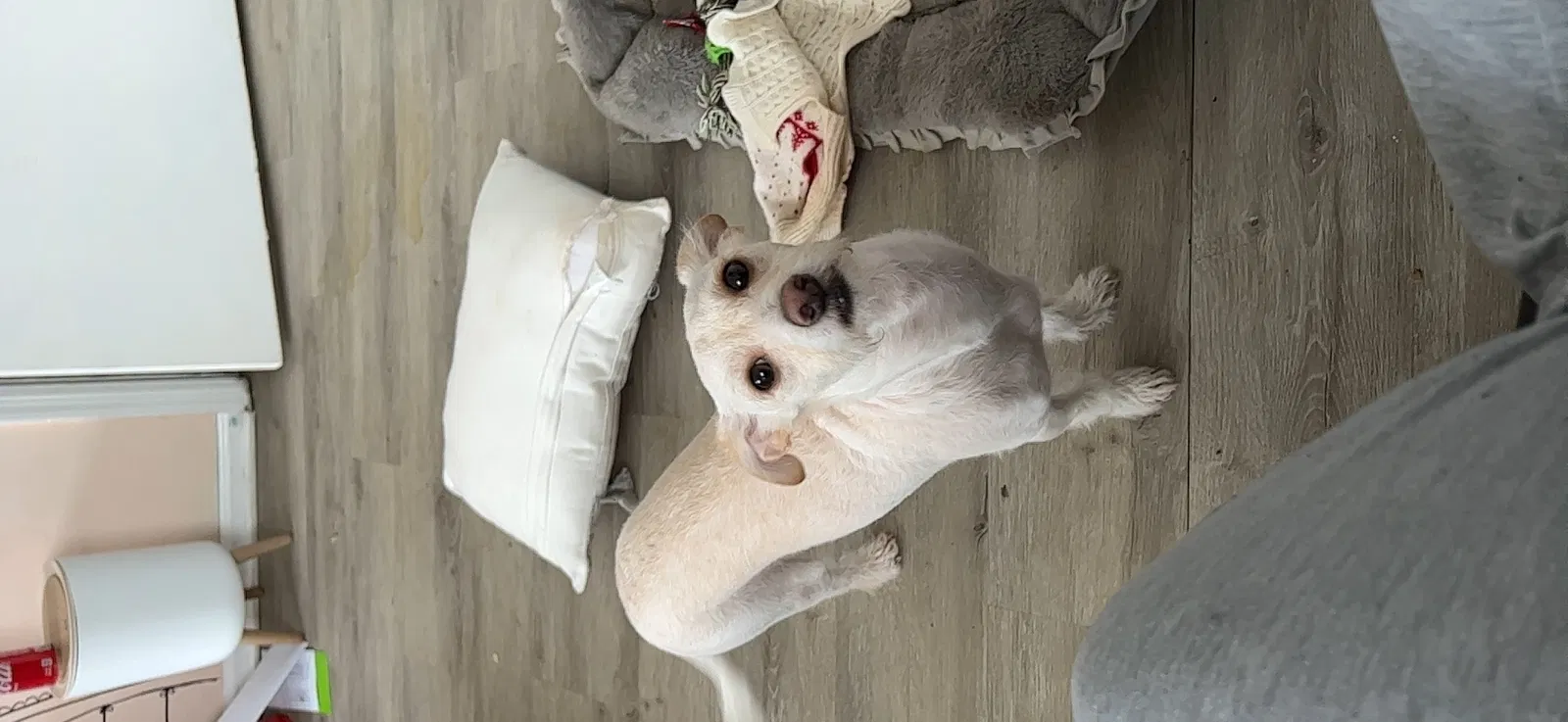 Lost dog in Lawrenceville, GA, 30044