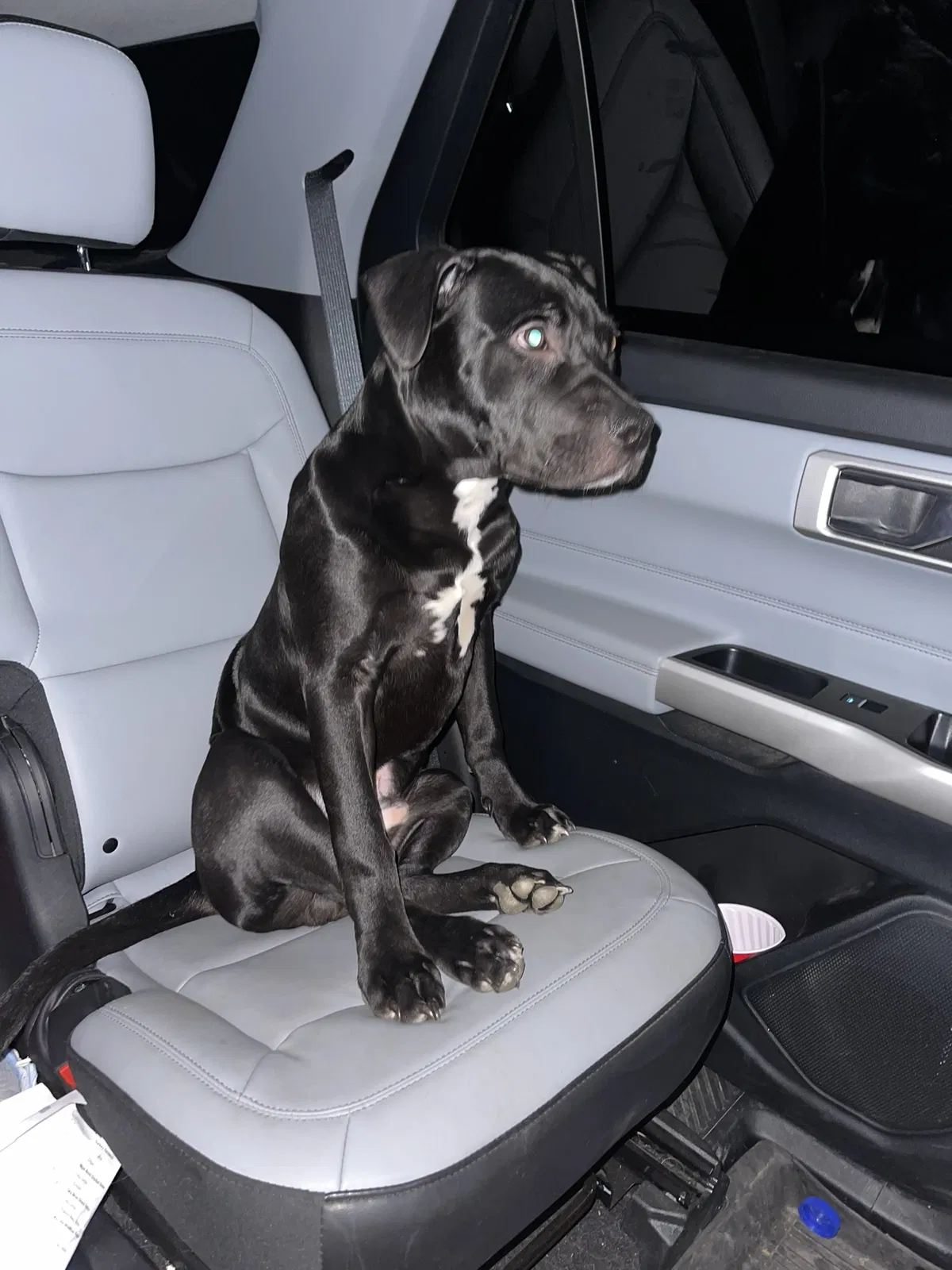 Lost dog in Iowa City, IA, 52240