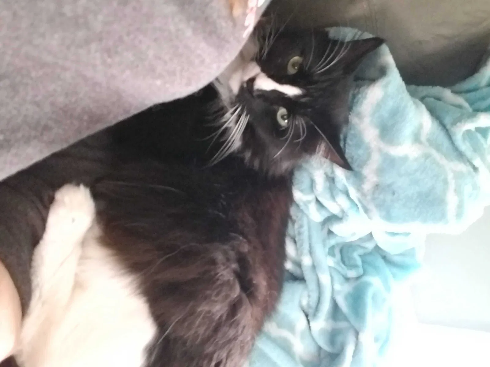 Lost cat in Richmond, VA, 23220
