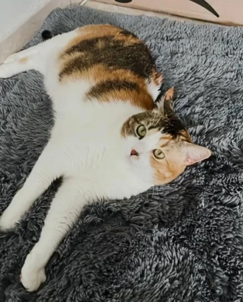 Lost cat in Fort Lauderdale, FL, 33314