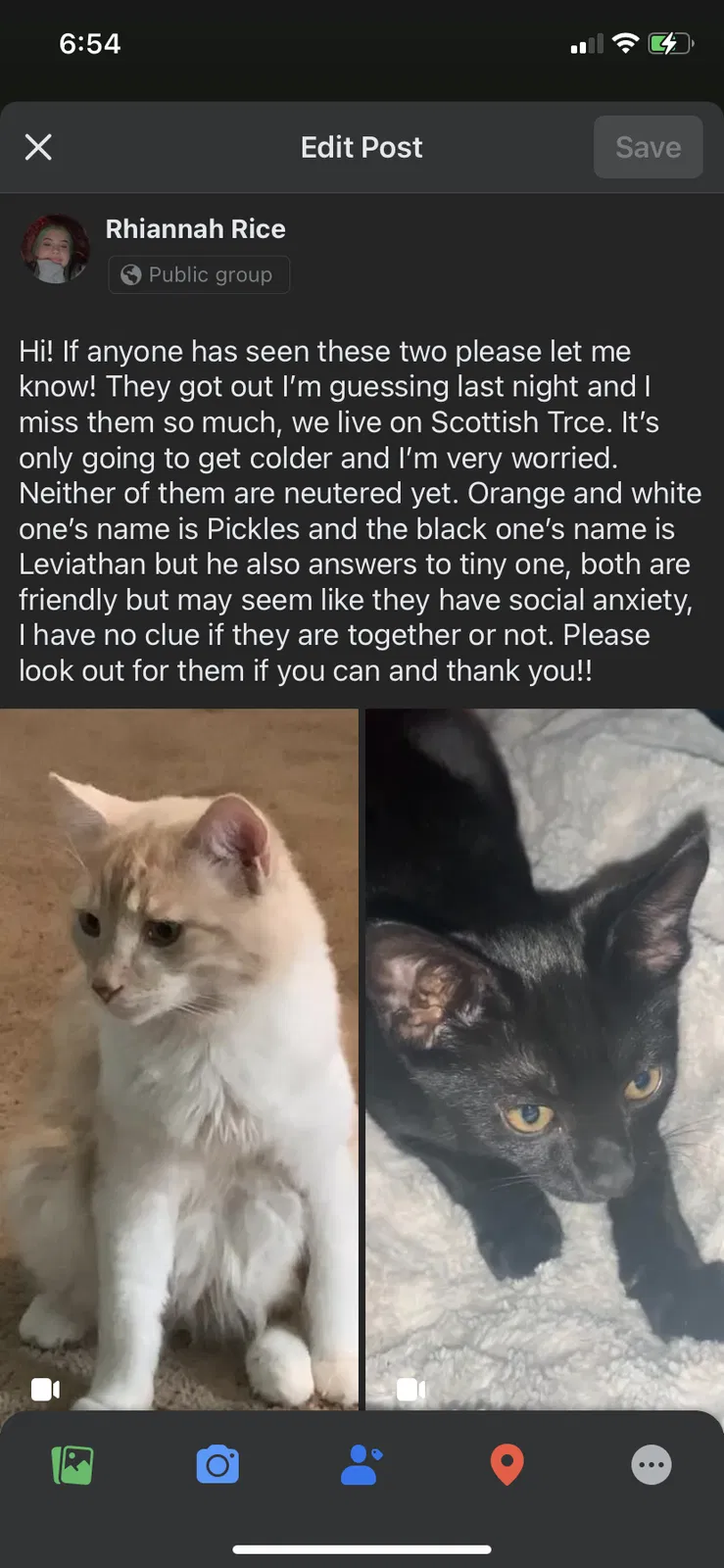 Lost cat in Lexington, KY, 40509