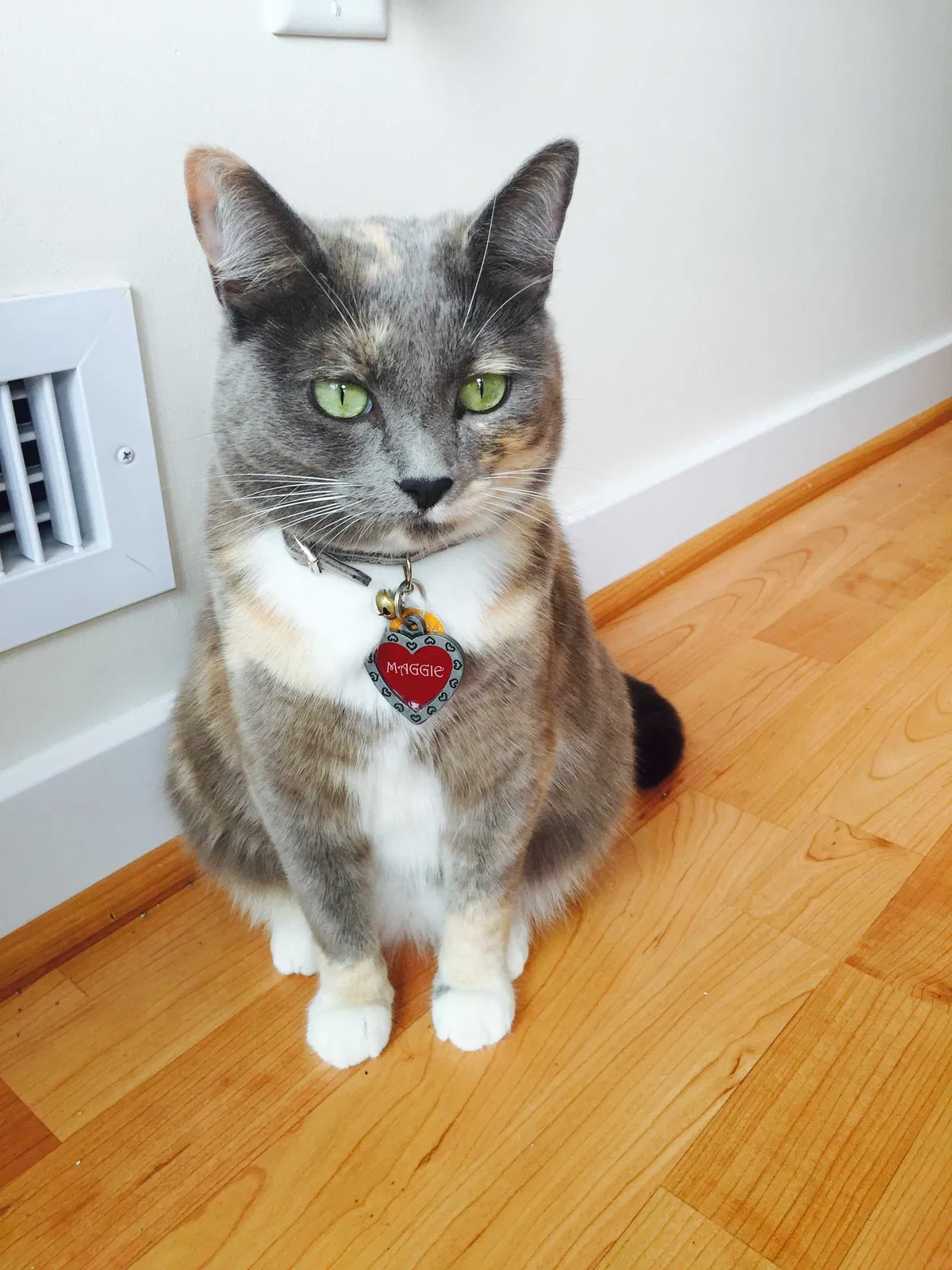 Lost cat in Rosenberg, TX, 77471