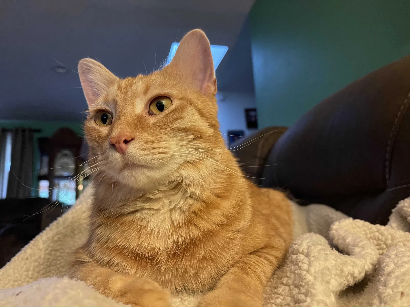 Lost cat in Sheridan, IN, 46069