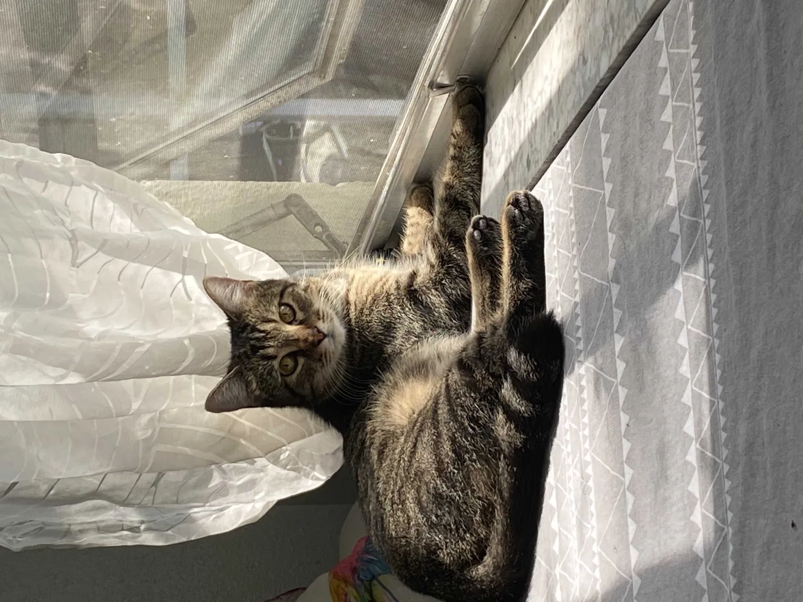 Lost cat in Saint Petersburg, FL, 33705