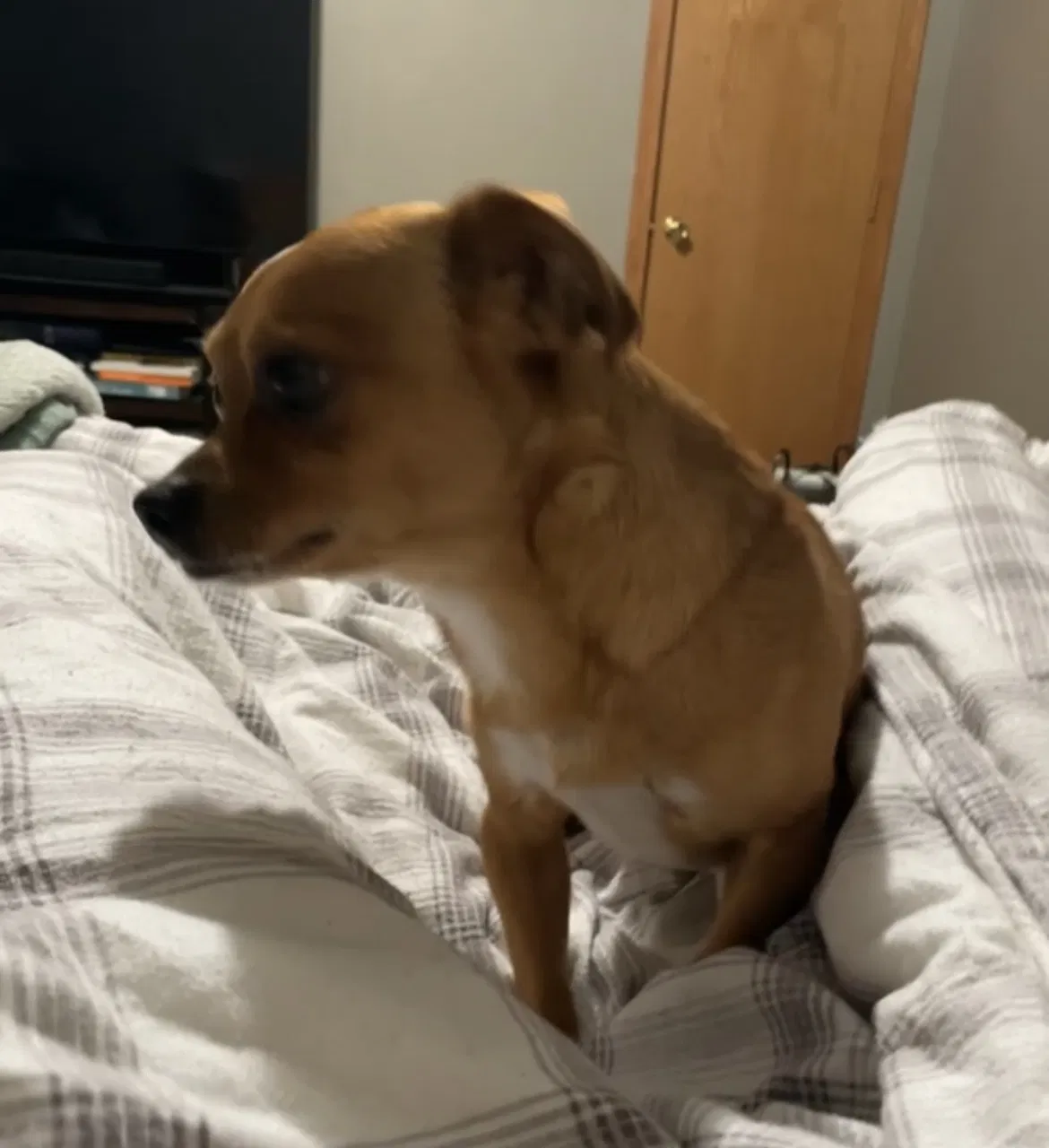 Lost dog in Wichita, KS, 67235
