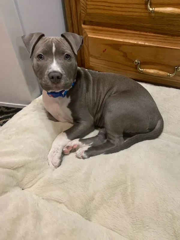Lost dog in Anchorage, AK, 99501