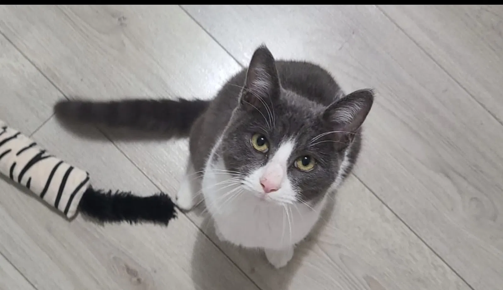 Lost cat in Hialeah, FL, 33012