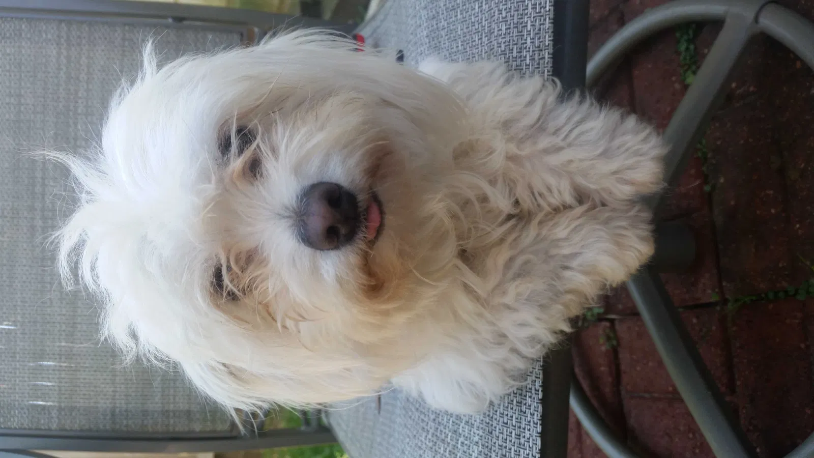 Lost dog in Houston, TX, 77083