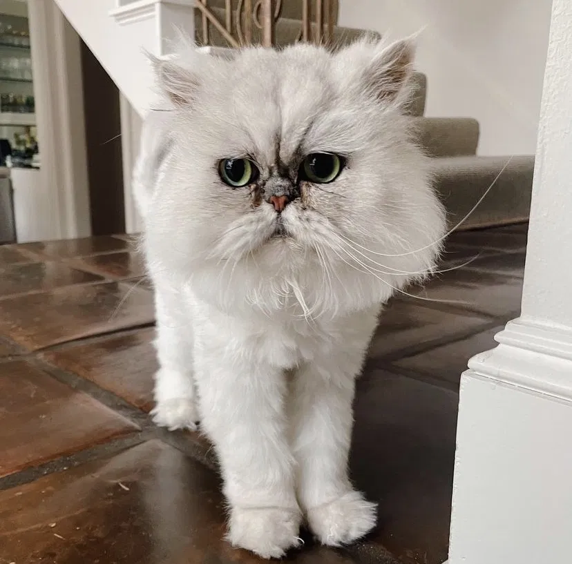 Lost cat in Houston, TX, 77063