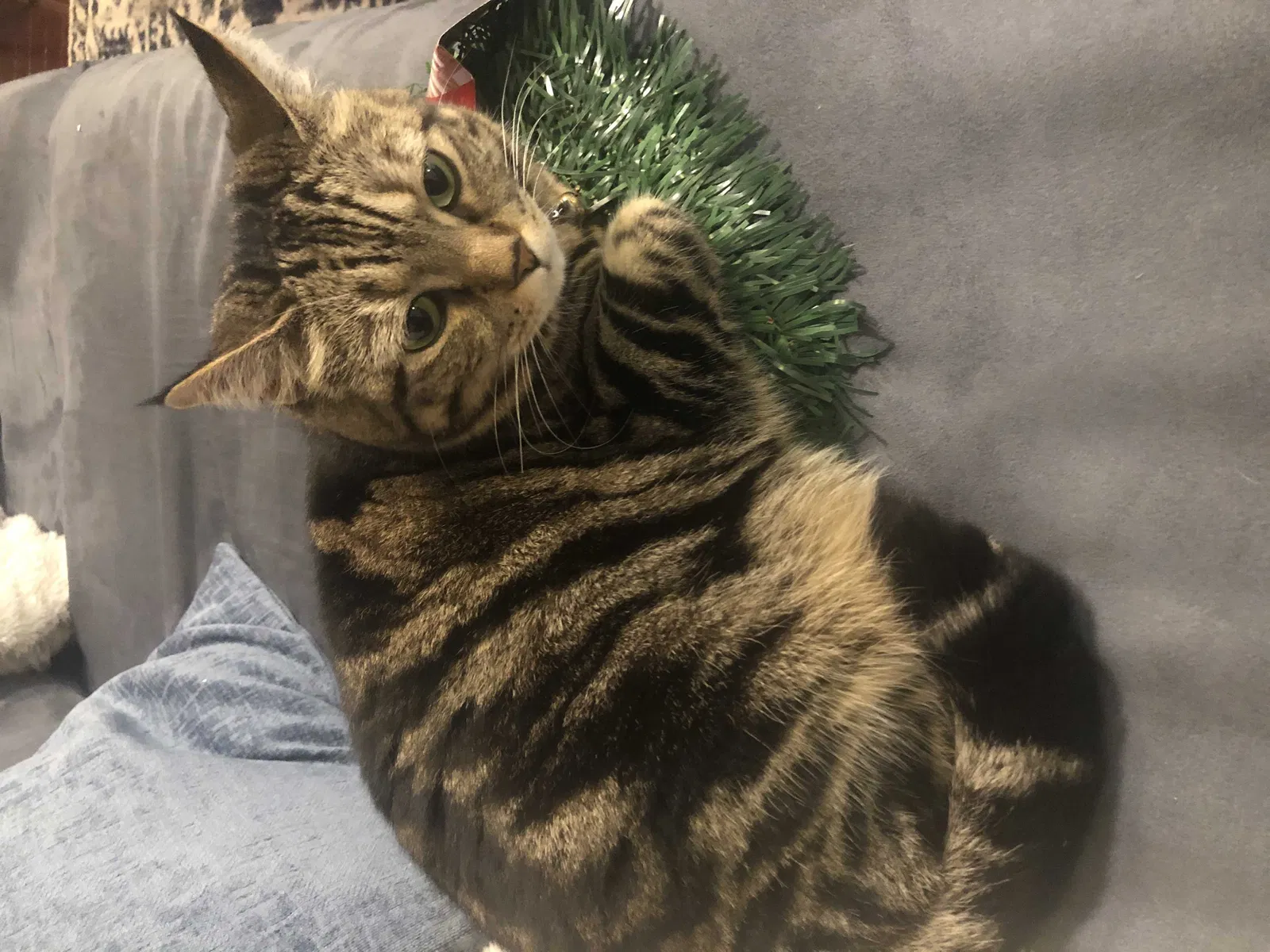 Lost cat in Baton Rouge, LA, 70809