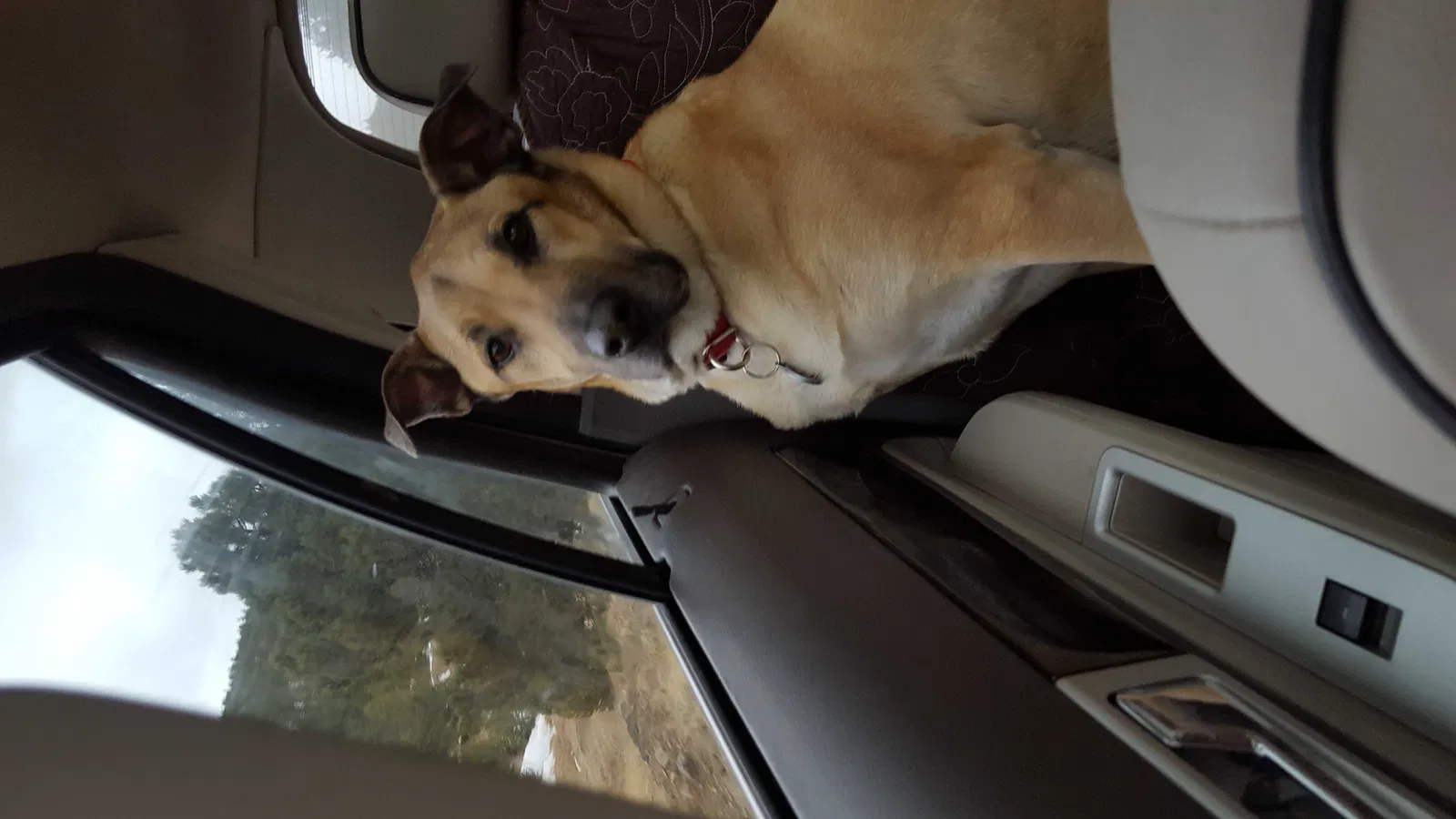 Lost dog in Chattanooga, TN, 37416