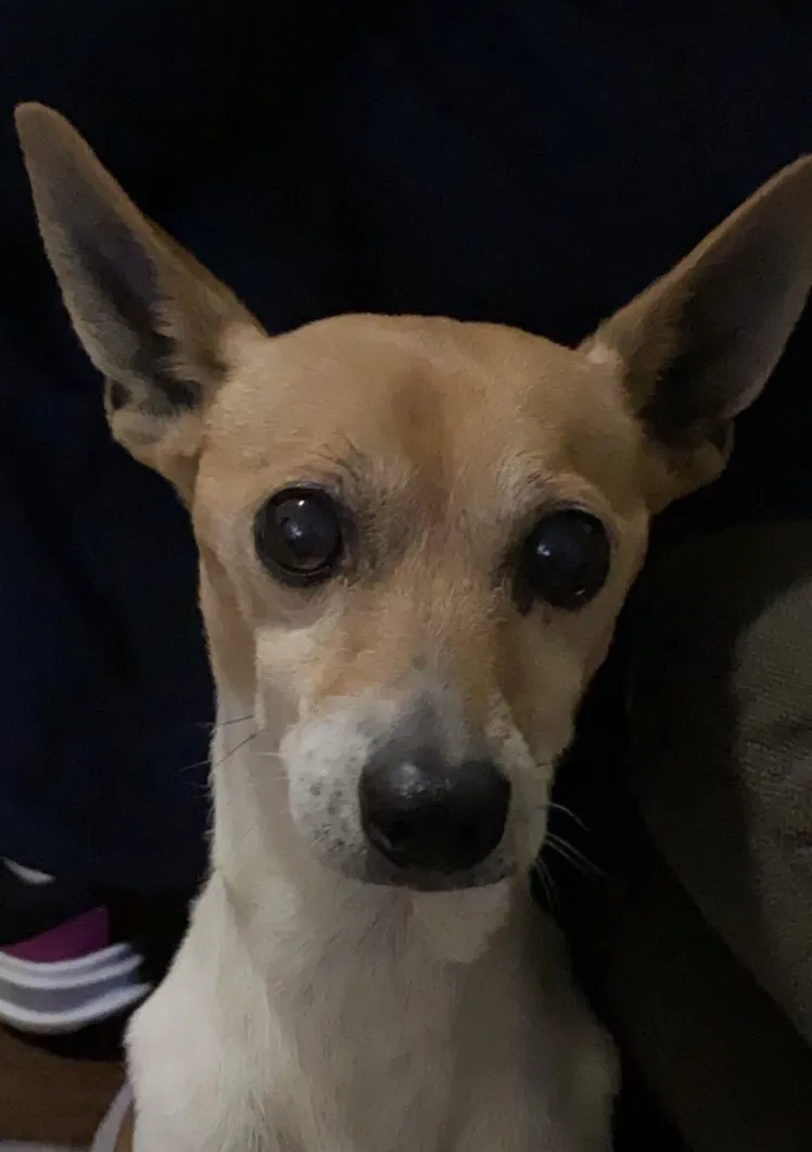 Lost dog in Fontana, CA, 92335