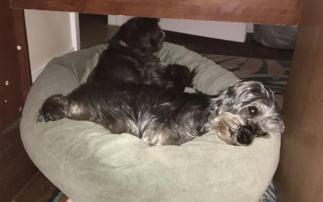 Lost dog in Fort Walton Beach, FL, 32548