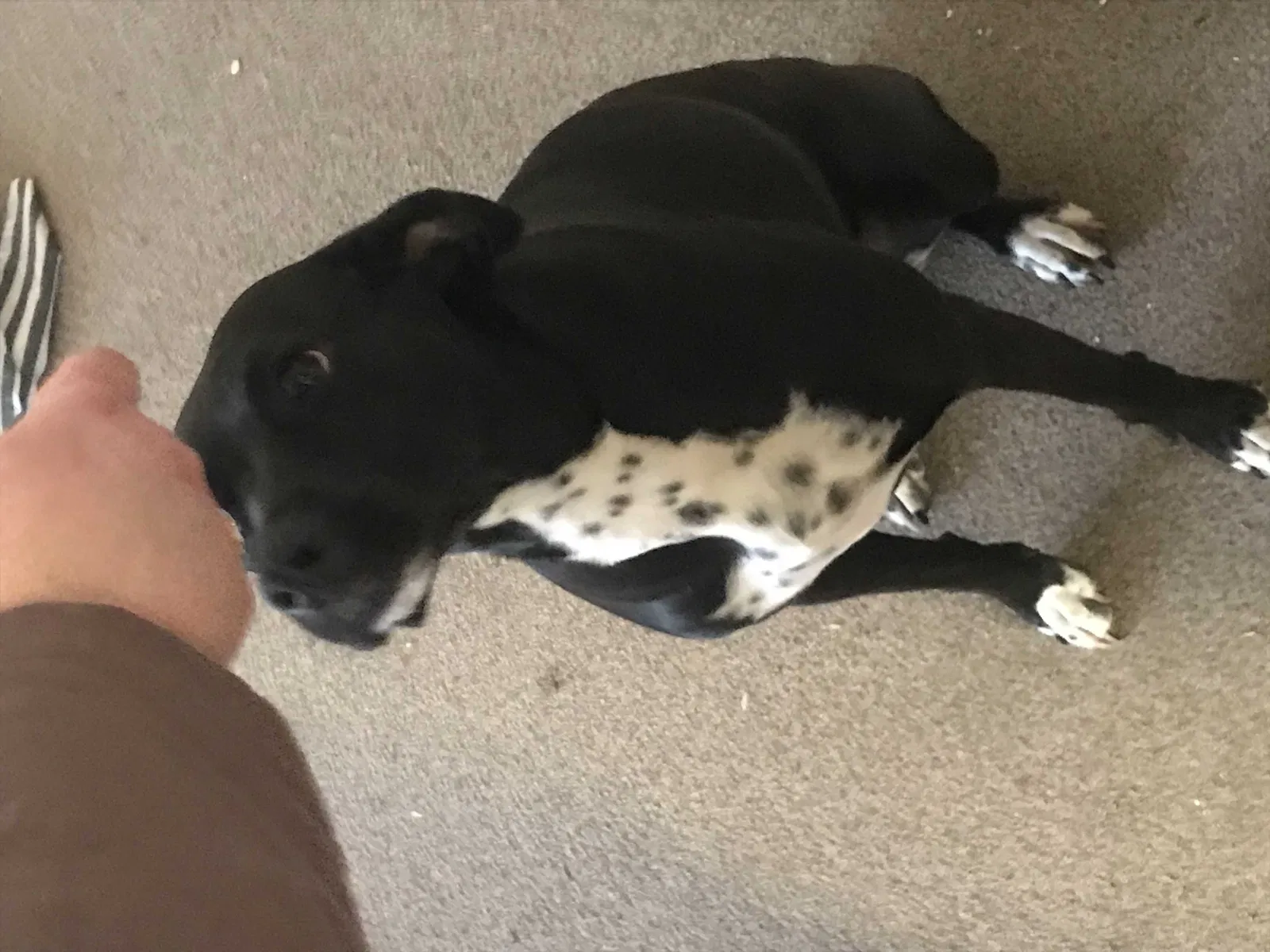 Lost dog in Mc Farland, CA, 93250