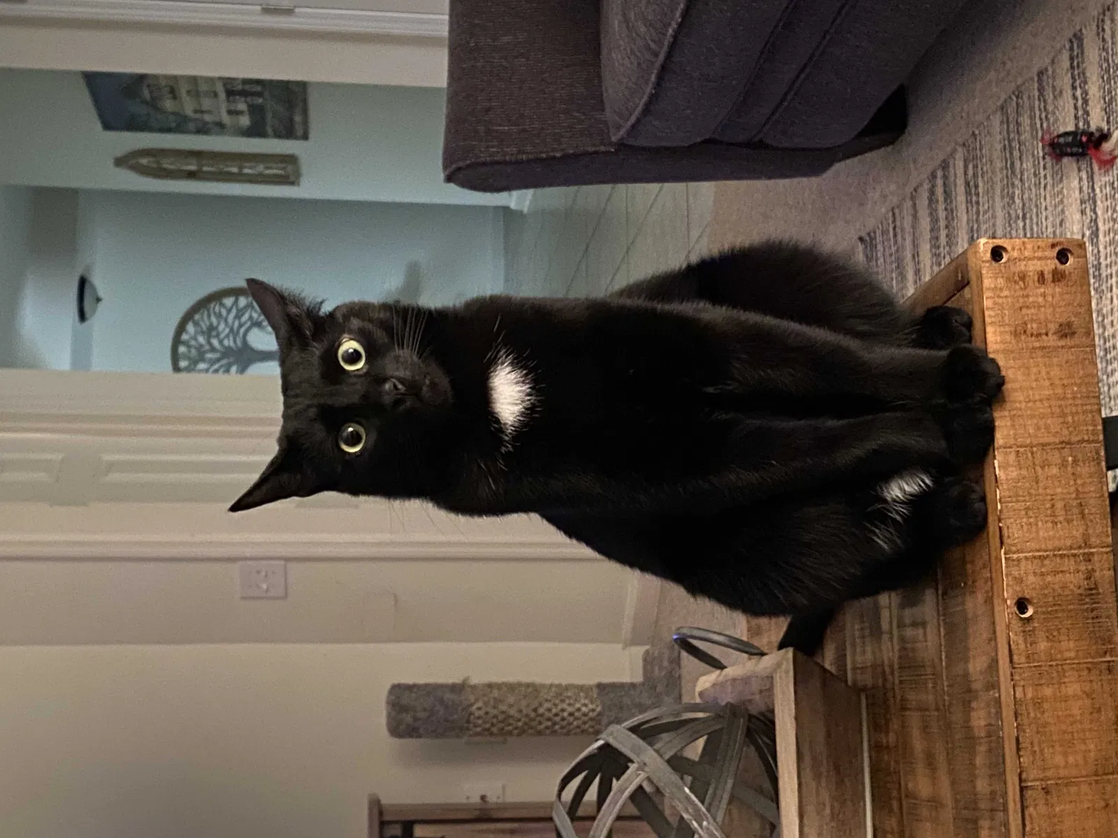 Lost cat in Woodstock, GA, 30189