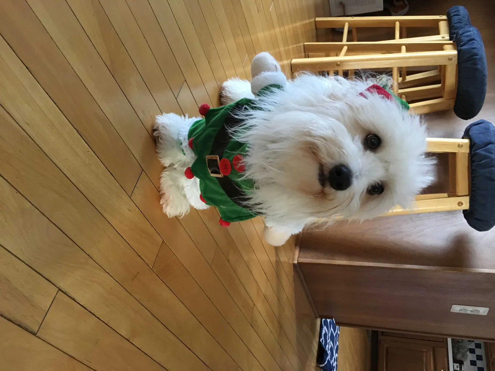 Lost dog in Adams, TN, 37010