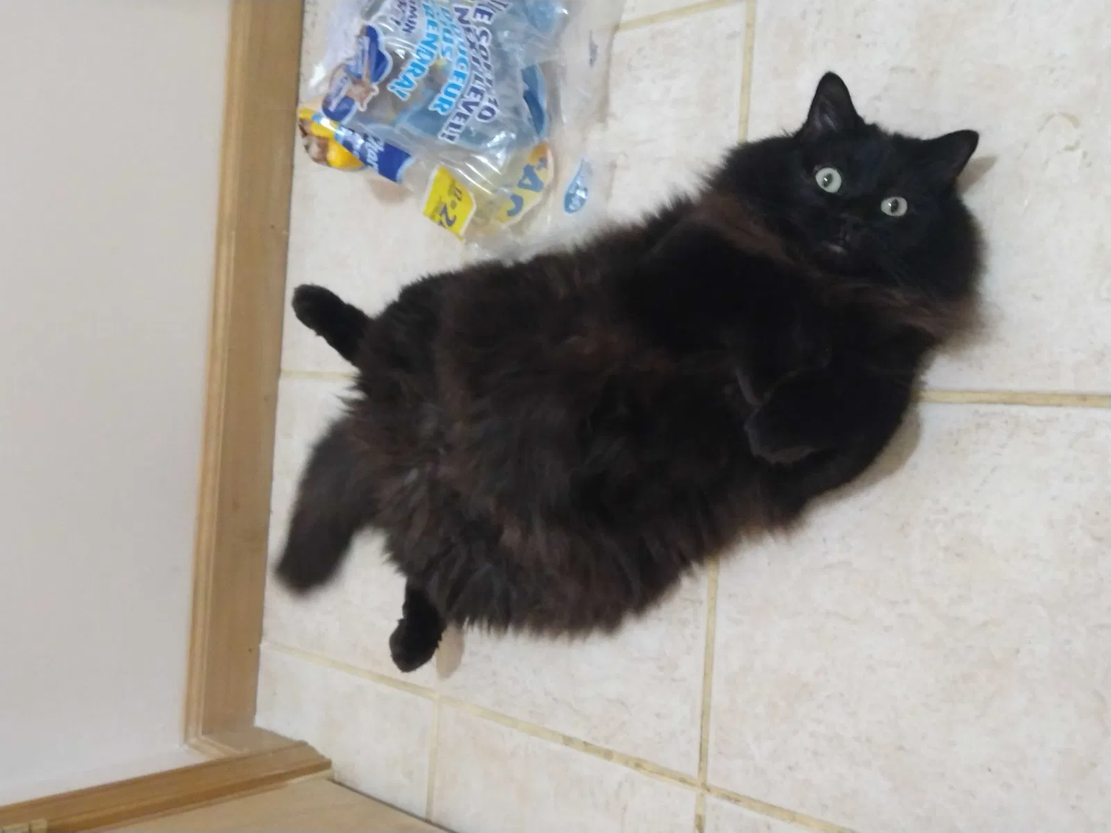 Lost cat in Grafton, OH, 44044