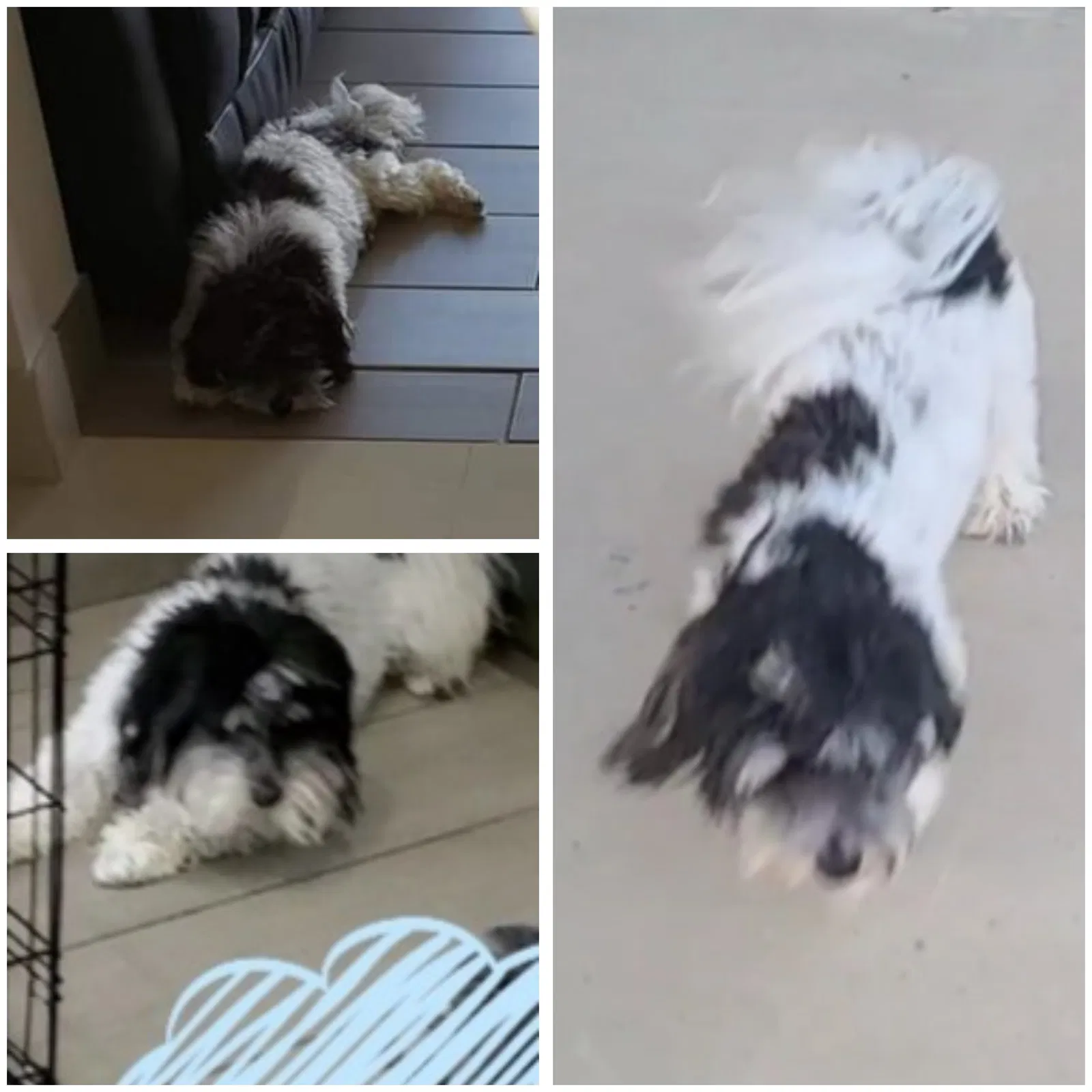 Lost dog in Mcallen, TX, 78501