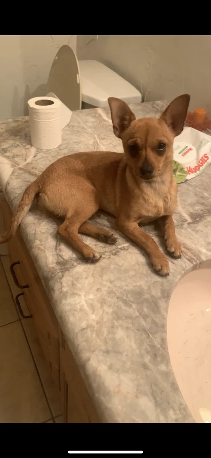 Lost dog in Desert Hot Springs, CA, 92241