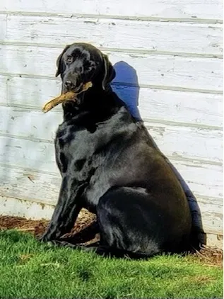 Lost dog in Enumclaw, WA, 98022