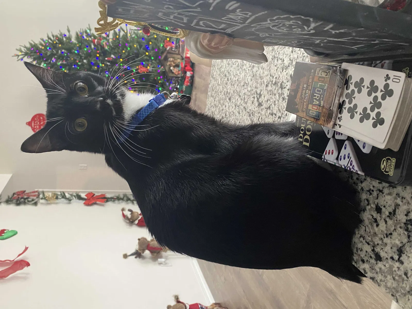 Lost cat in Caddo Mills, TX, 75135