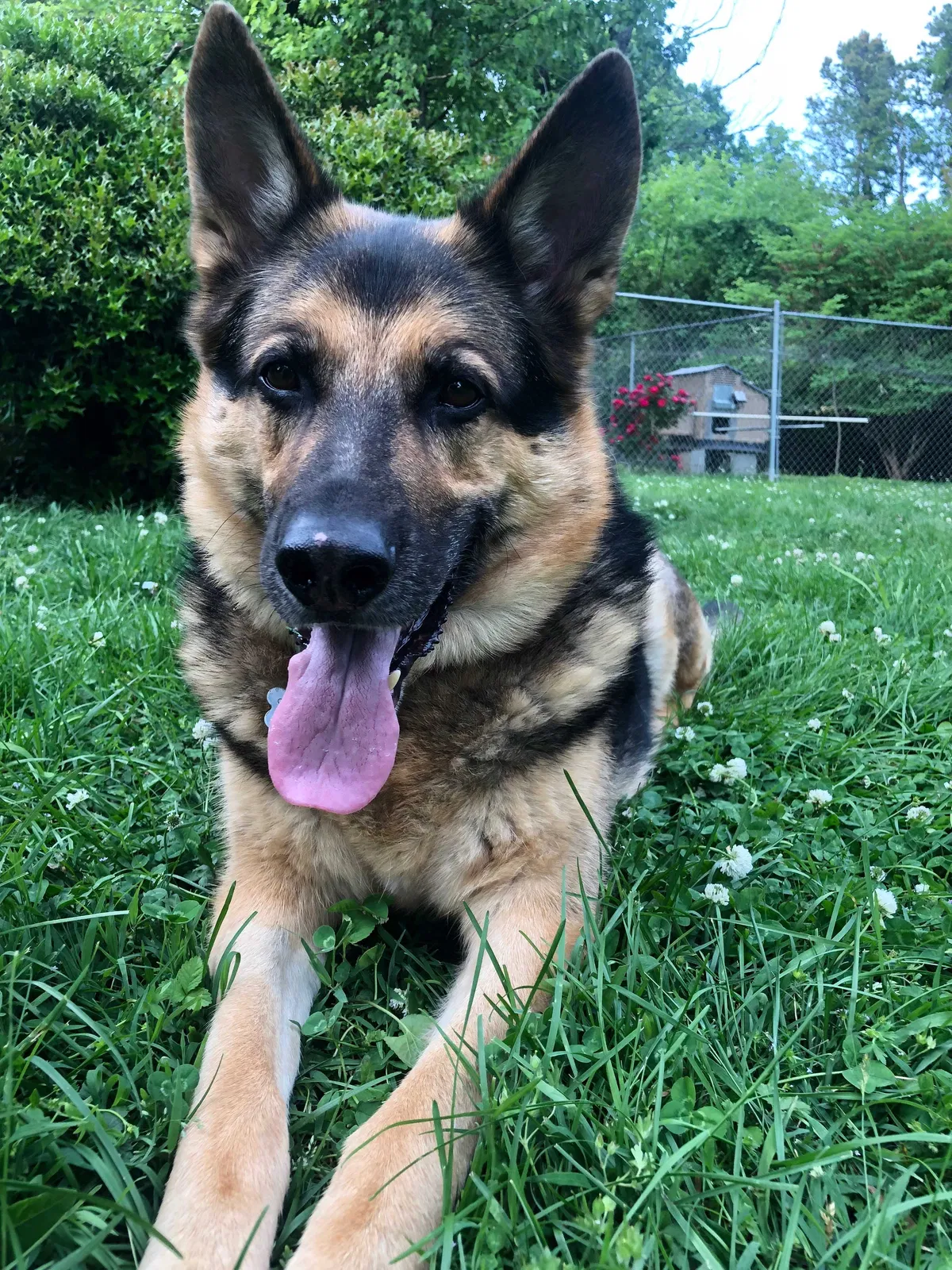 Lost dog in Nashville, TN, 37217