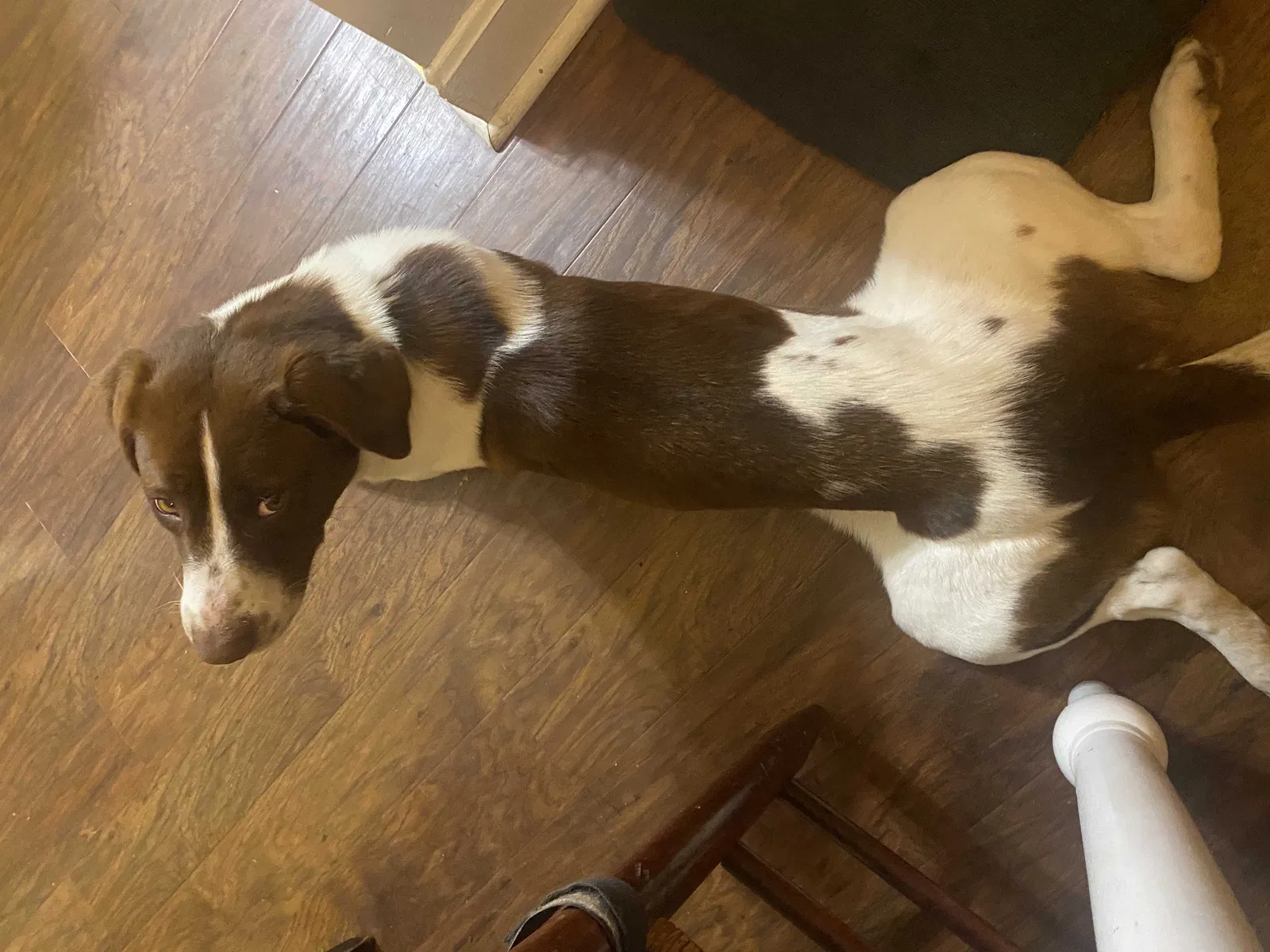 Lost dog in China Grove, NC, 28023