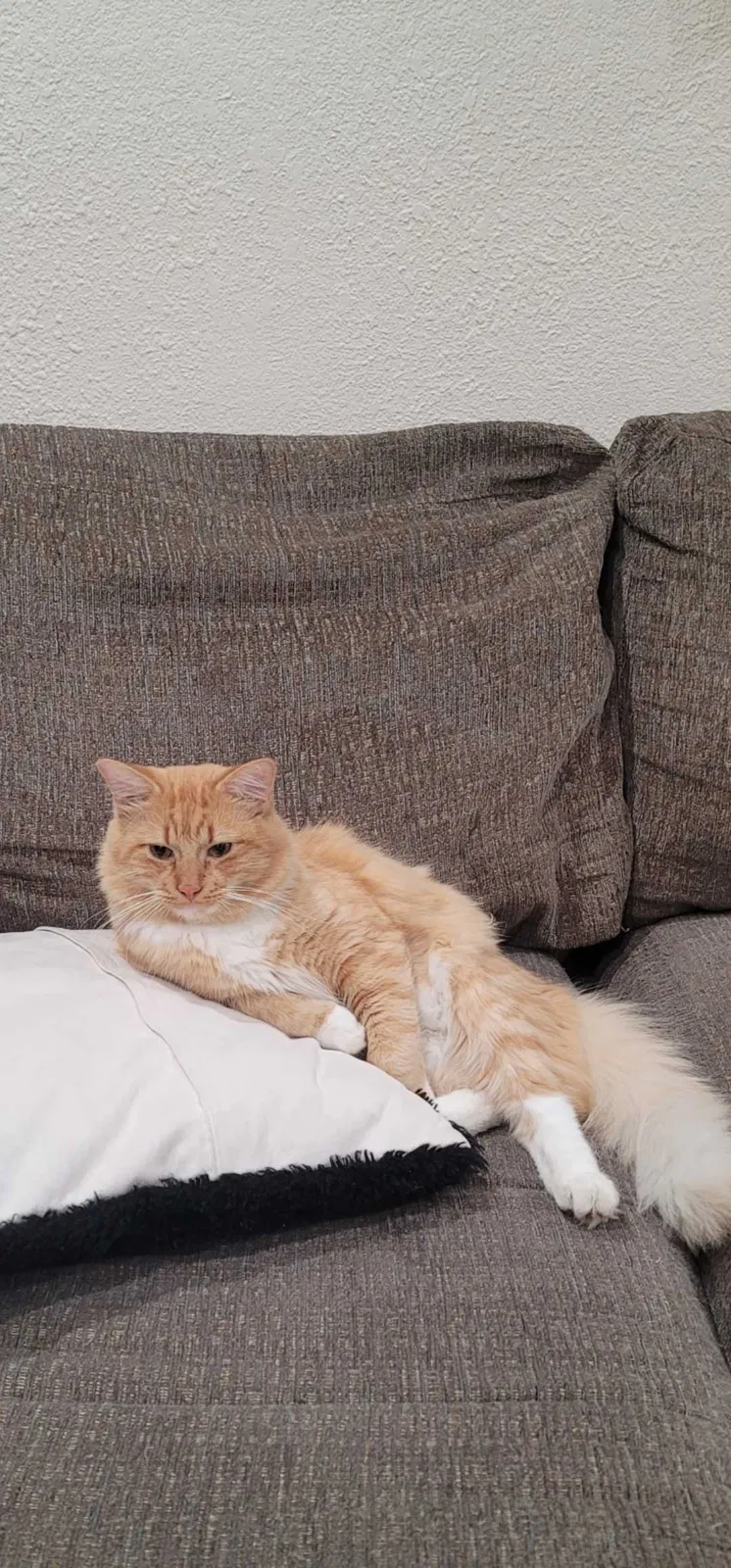 Lost cat in Houston, TX, 77034