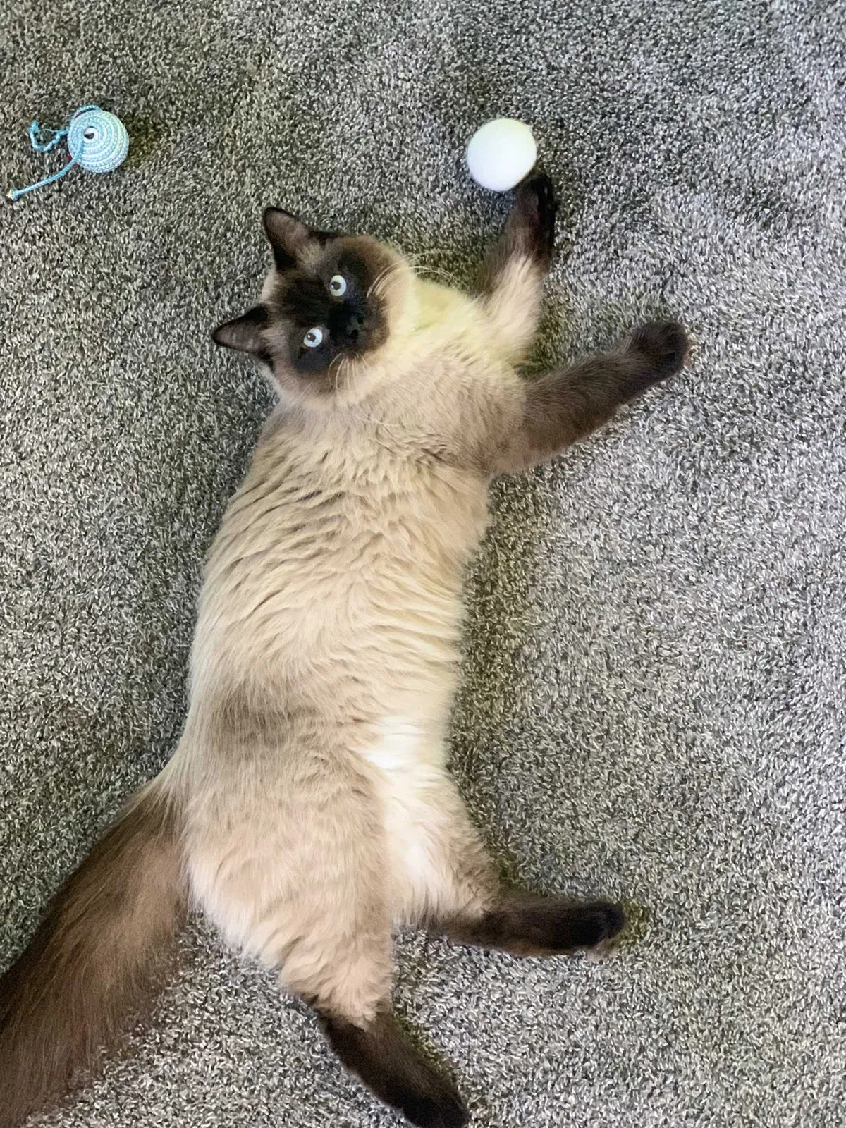Lost cat in Galesburg, IL, 61401