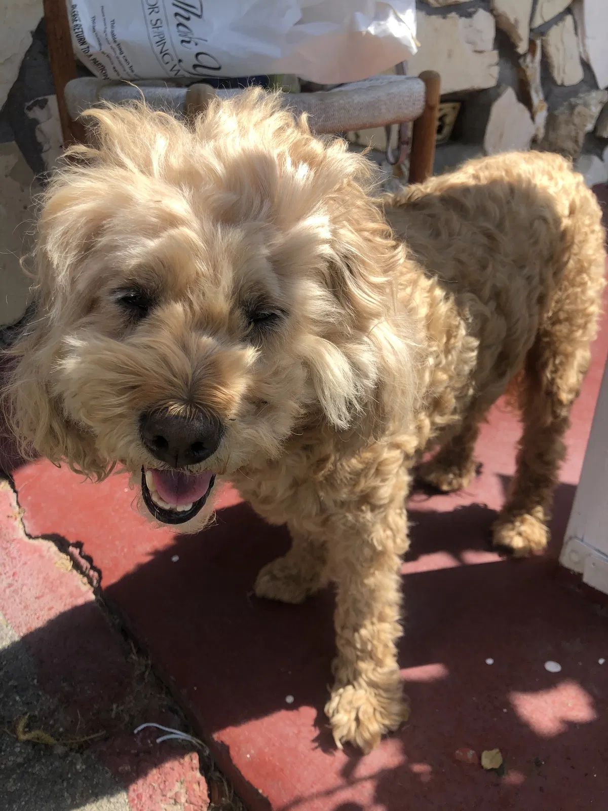 Lost dog in Hawthorne, CA, 90250