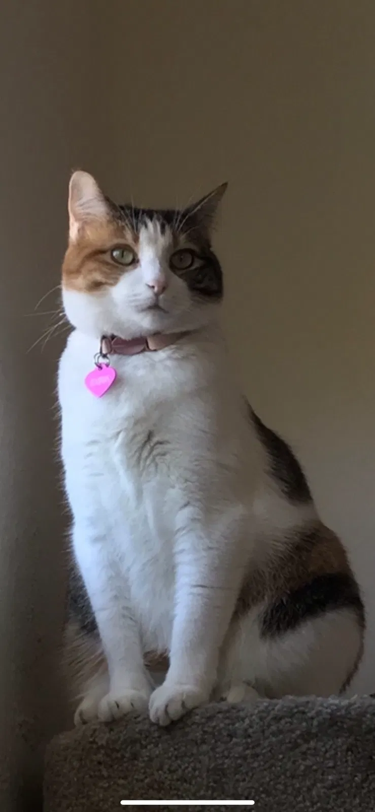 Lost cat in Albuquerque, NM, 87102